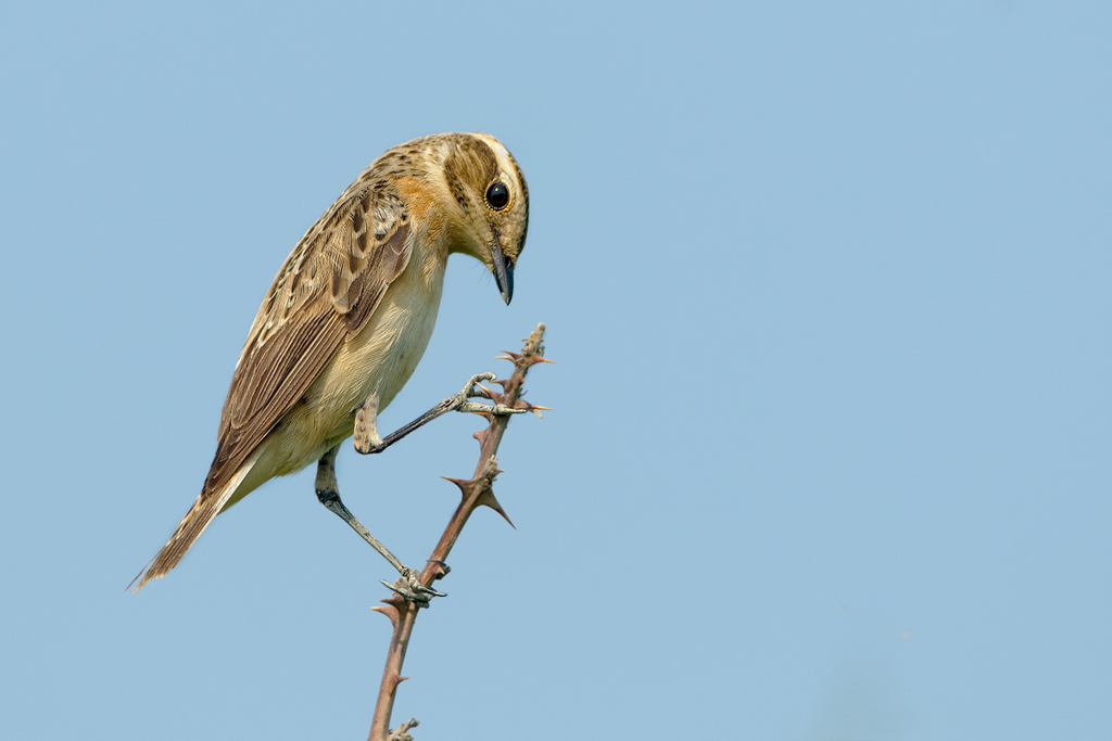 Stiaccino    (      Saxicola rubetra  )